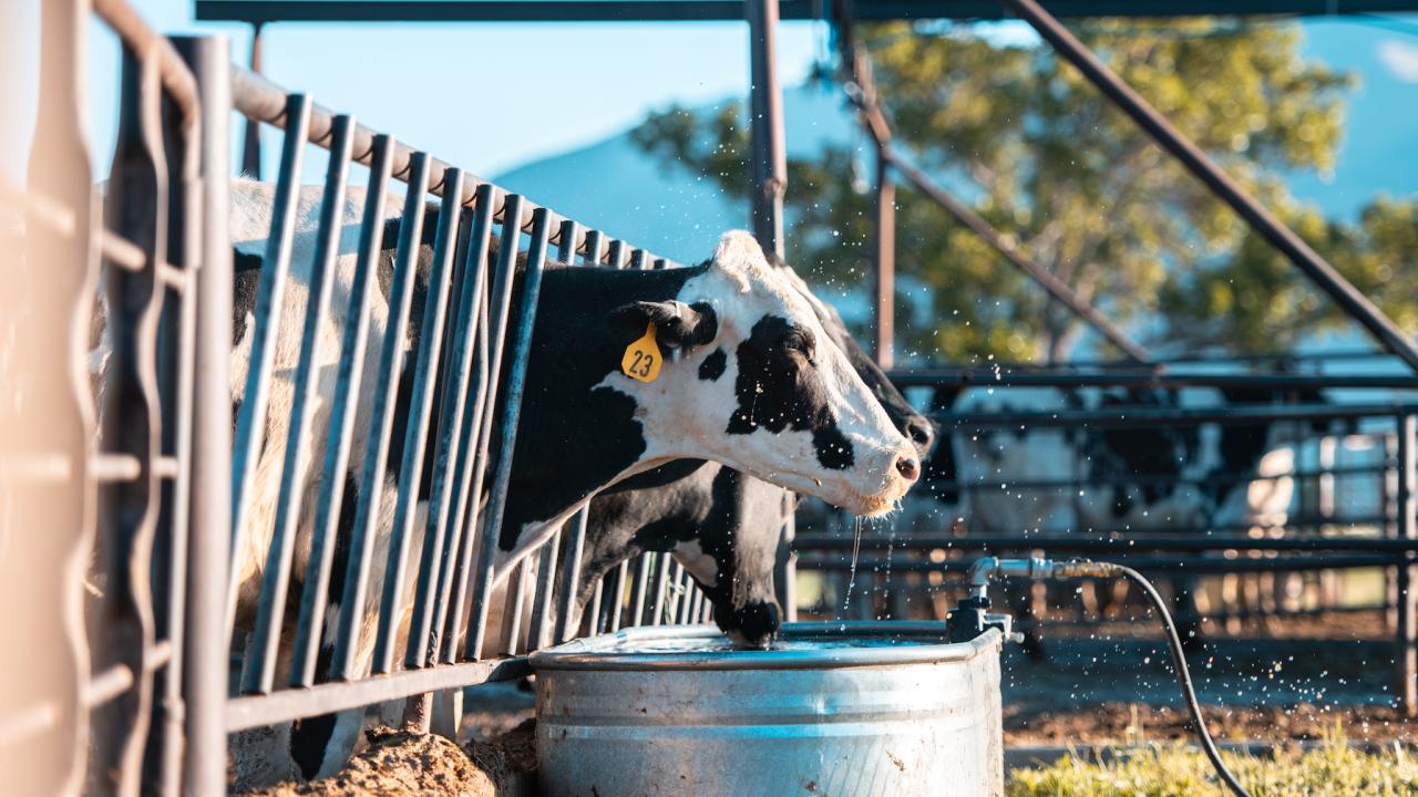 dairy cow drinking from water trough