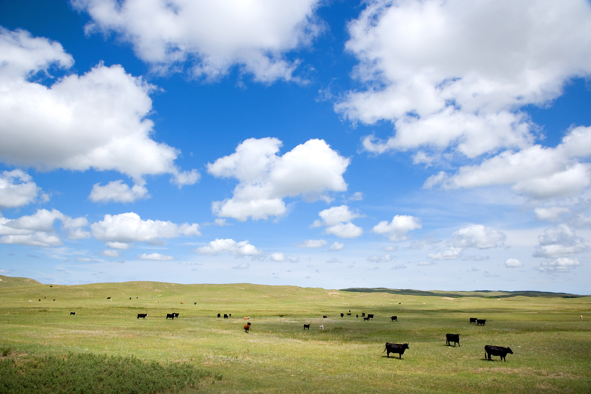 Cows grazing on rangeland.