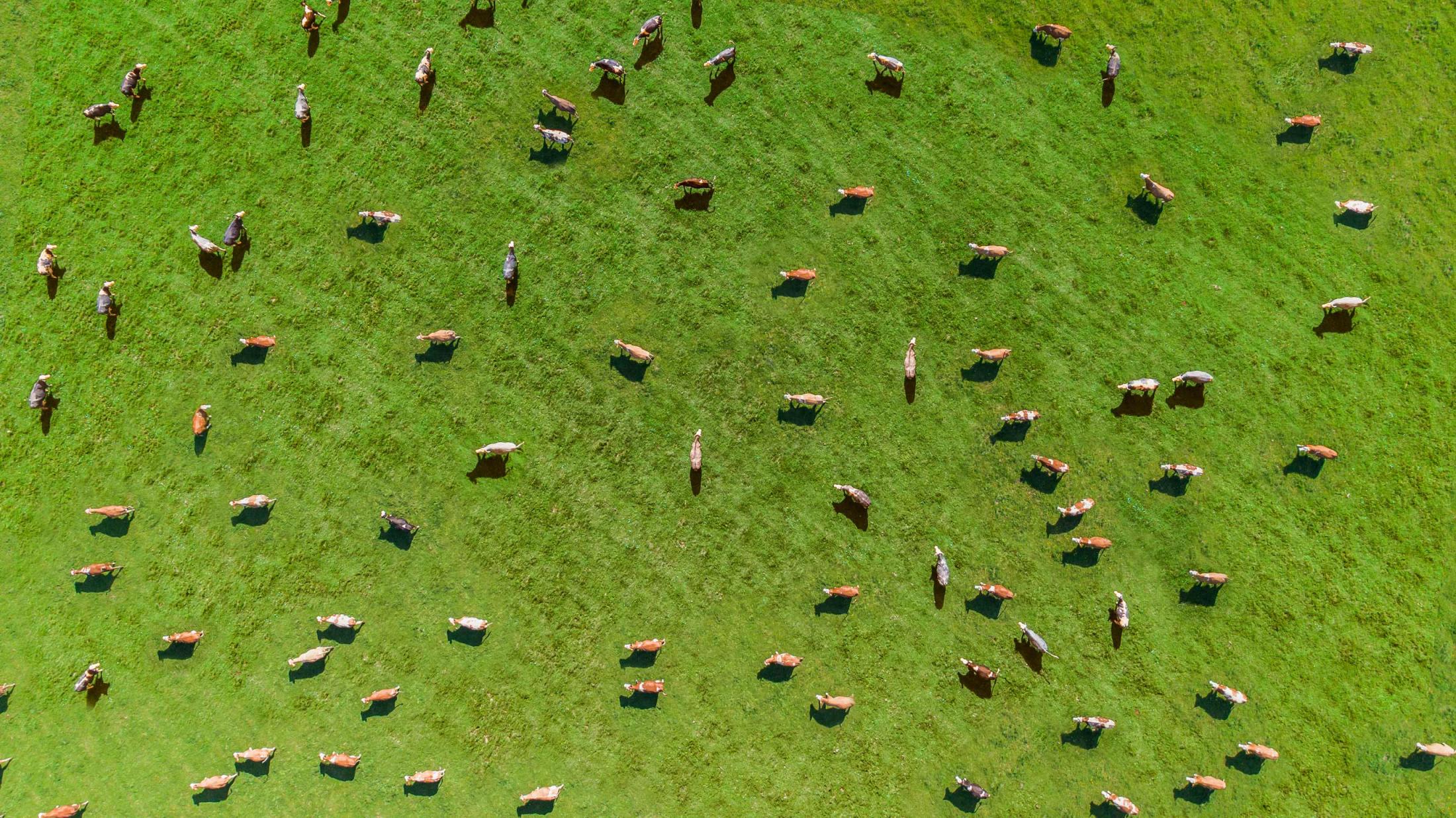 Cows grazing on rangeland