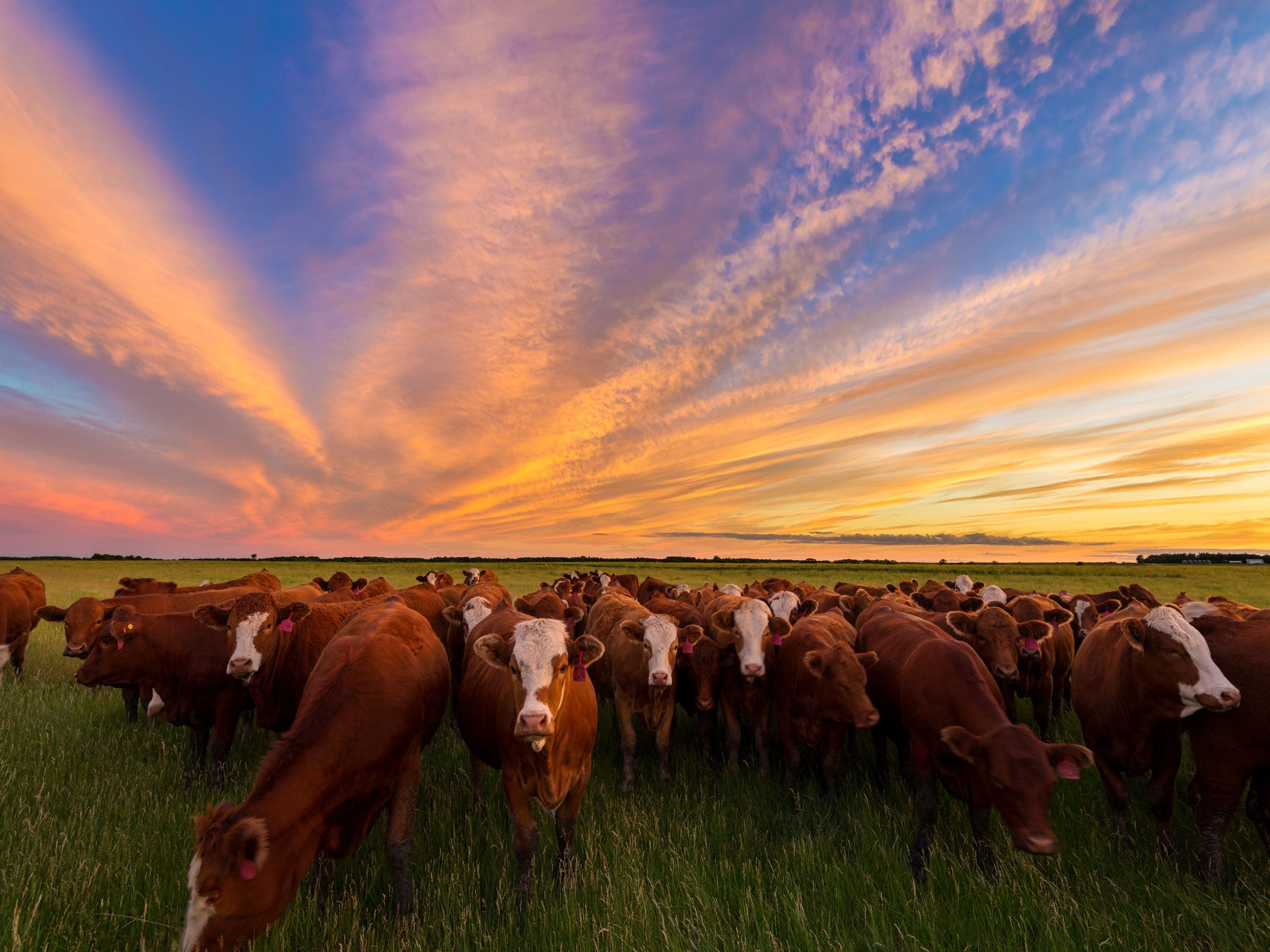 A group of cattle huddle together on open pasture during a sunset. 