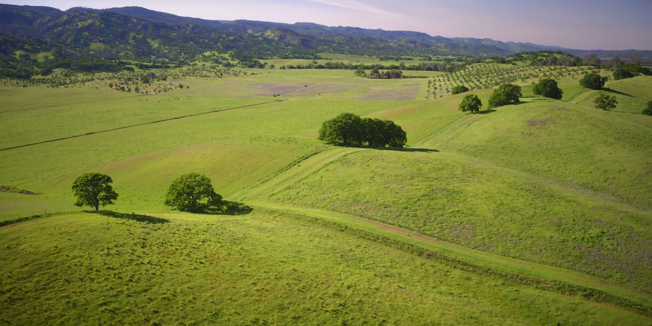 Las brillantes colinas verdes salpicadas de frondosos árboles en el norte de California