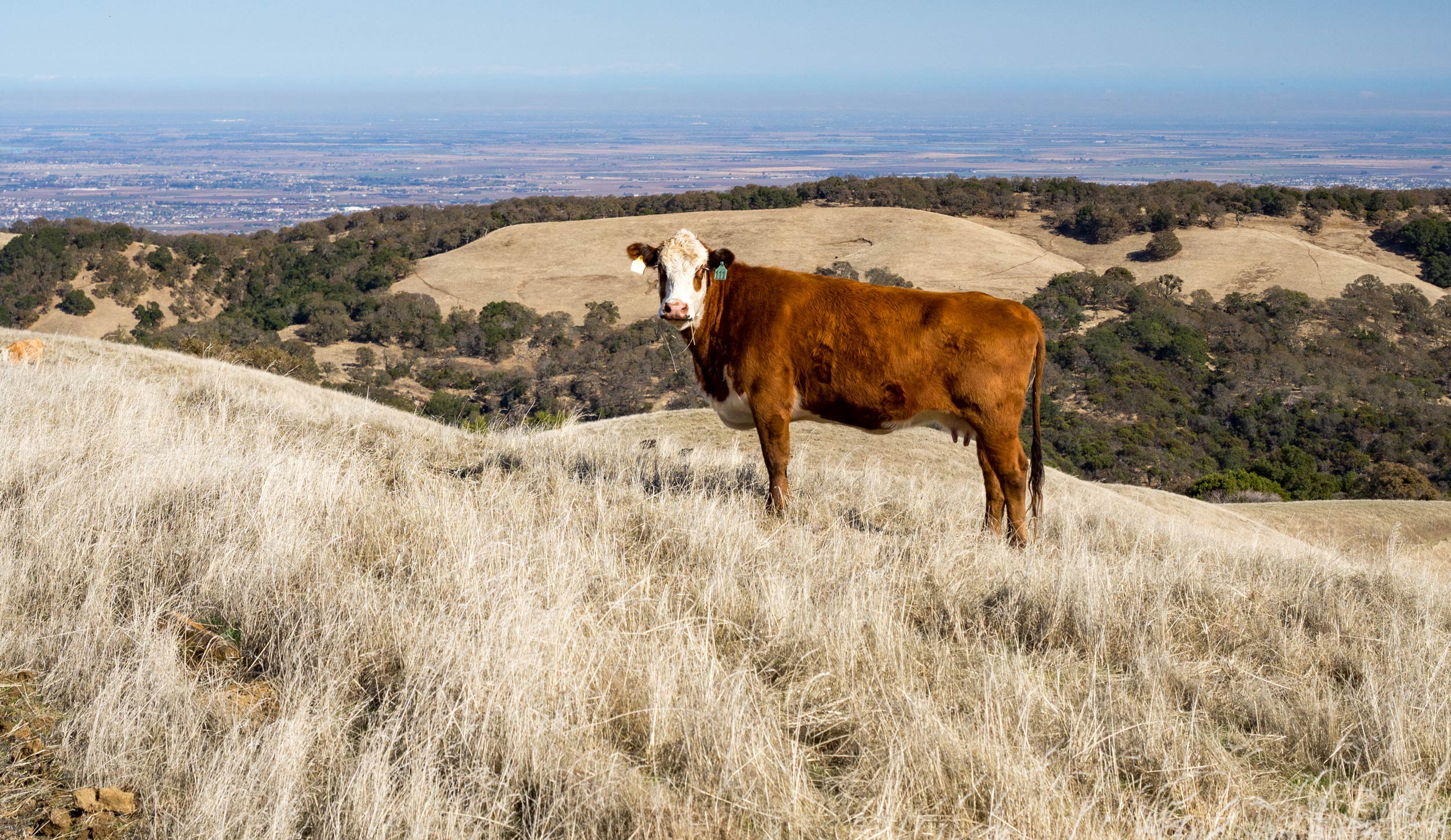 Beef Cattle on Pasture in California UC Davis CLEAR Center