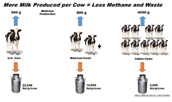 More milk produced per cow
