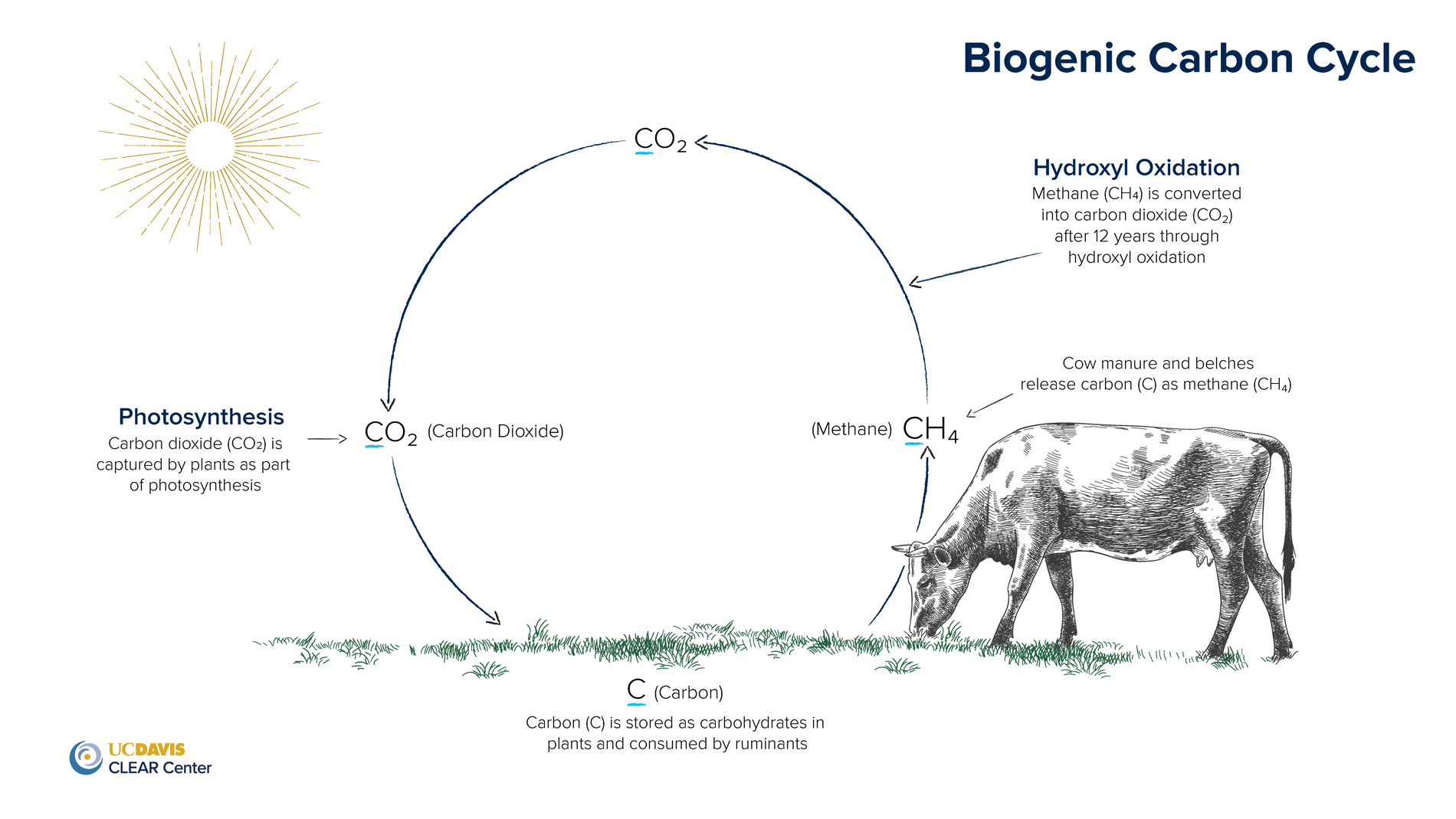 This photo depicts the biogenic carbon cycle