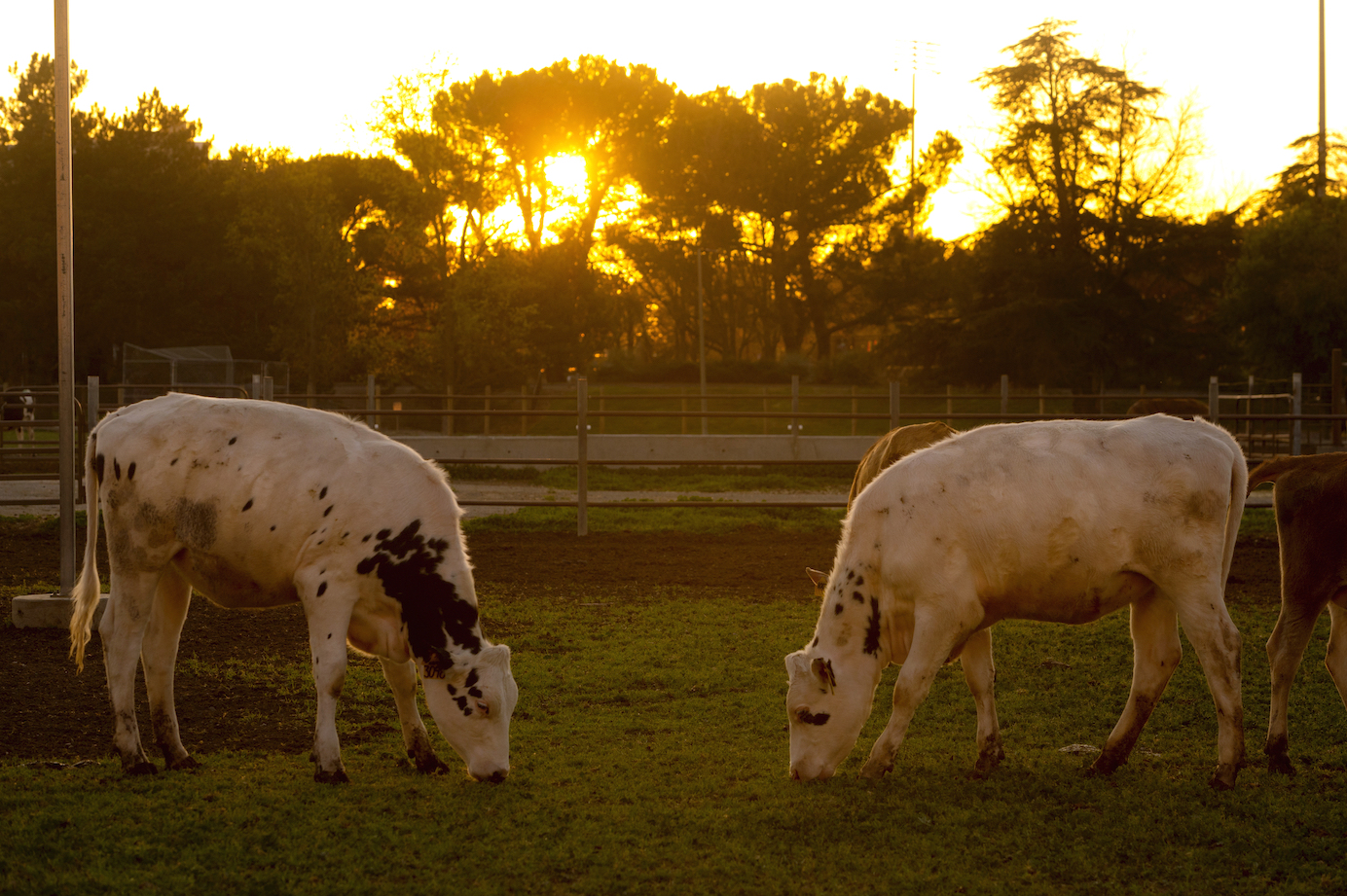 cows standing face to face in field at sunrise