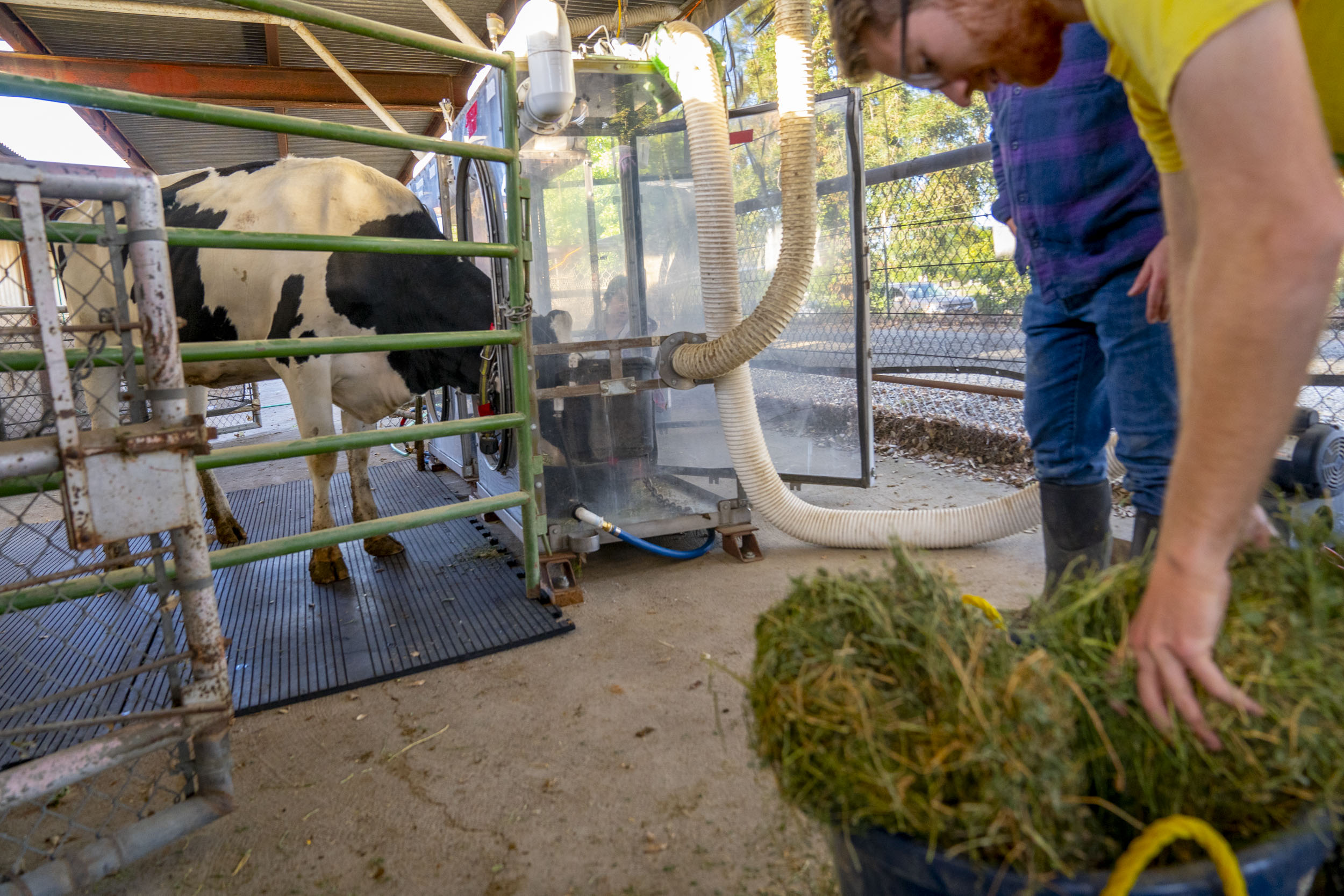 Dairy Cow in greenhouse gas emissions measurement head chamber