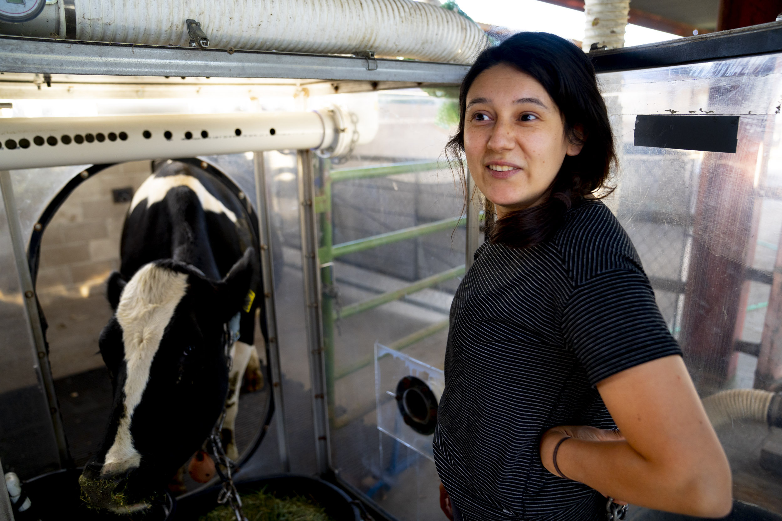 UC Davis Ph.D. student Angelica Carrazco with a cow learning how to feed in a head chamber that measures greenhouse gas emissions.
