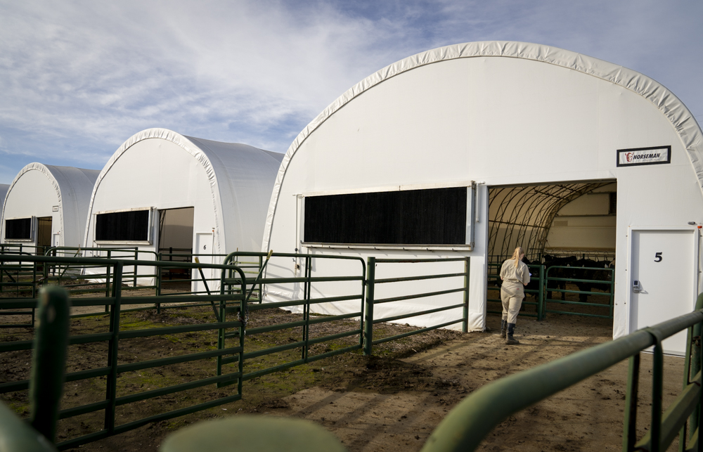 The cattle pen enclosures at the UC Davis feedlot. 