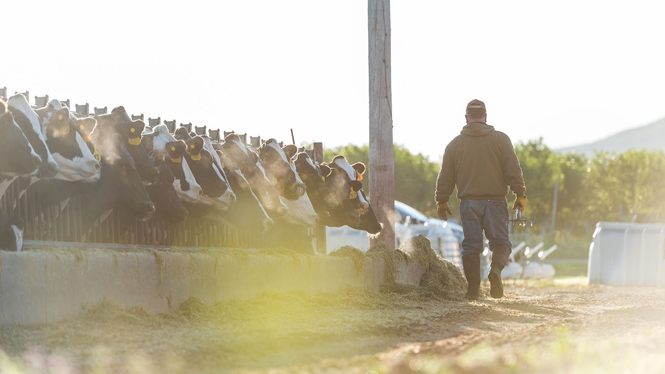 dairy cattle in feedlot with male farmer walking away from them