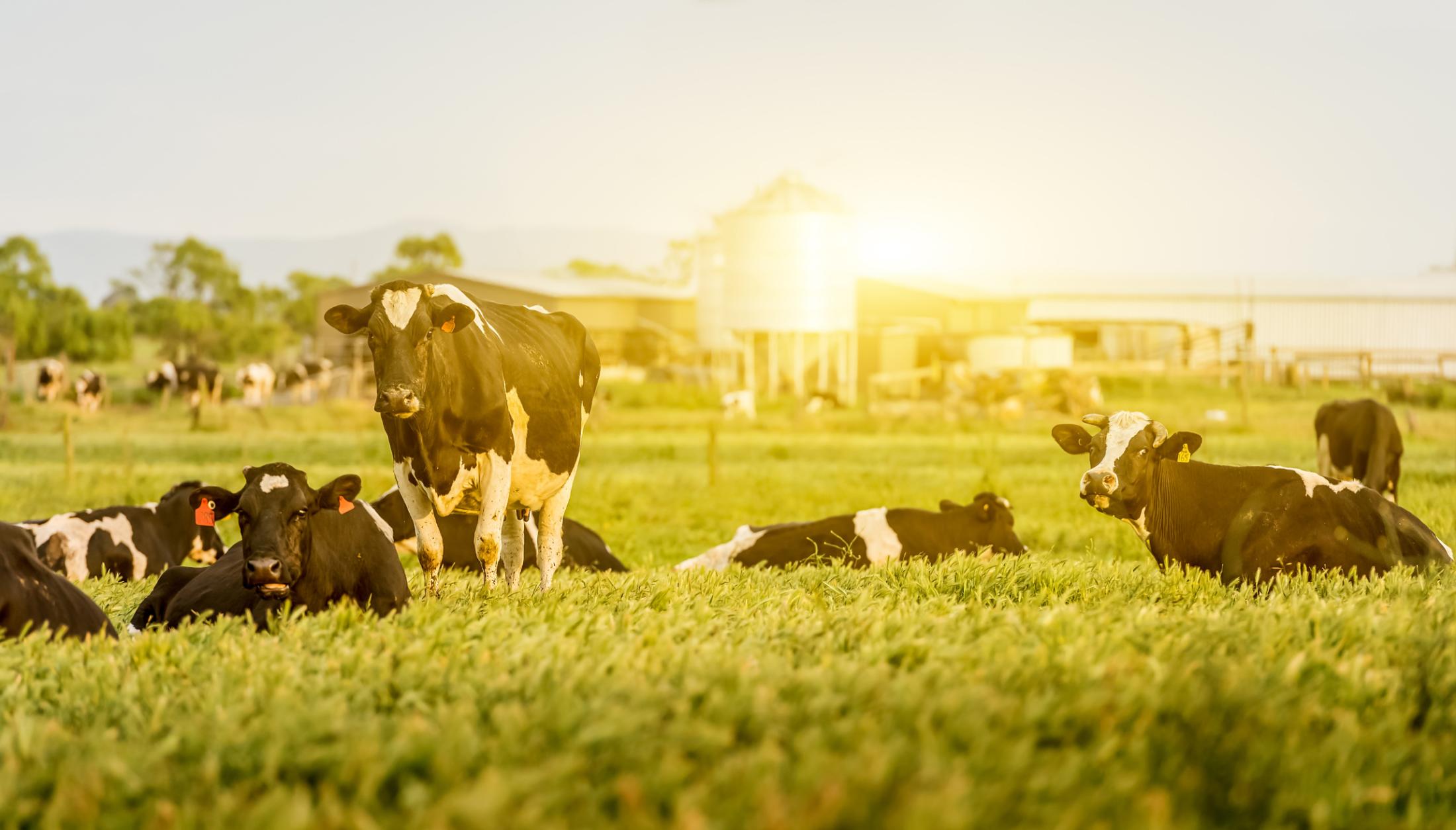 Dairy cattle on pasture with sun reflecting off of structure