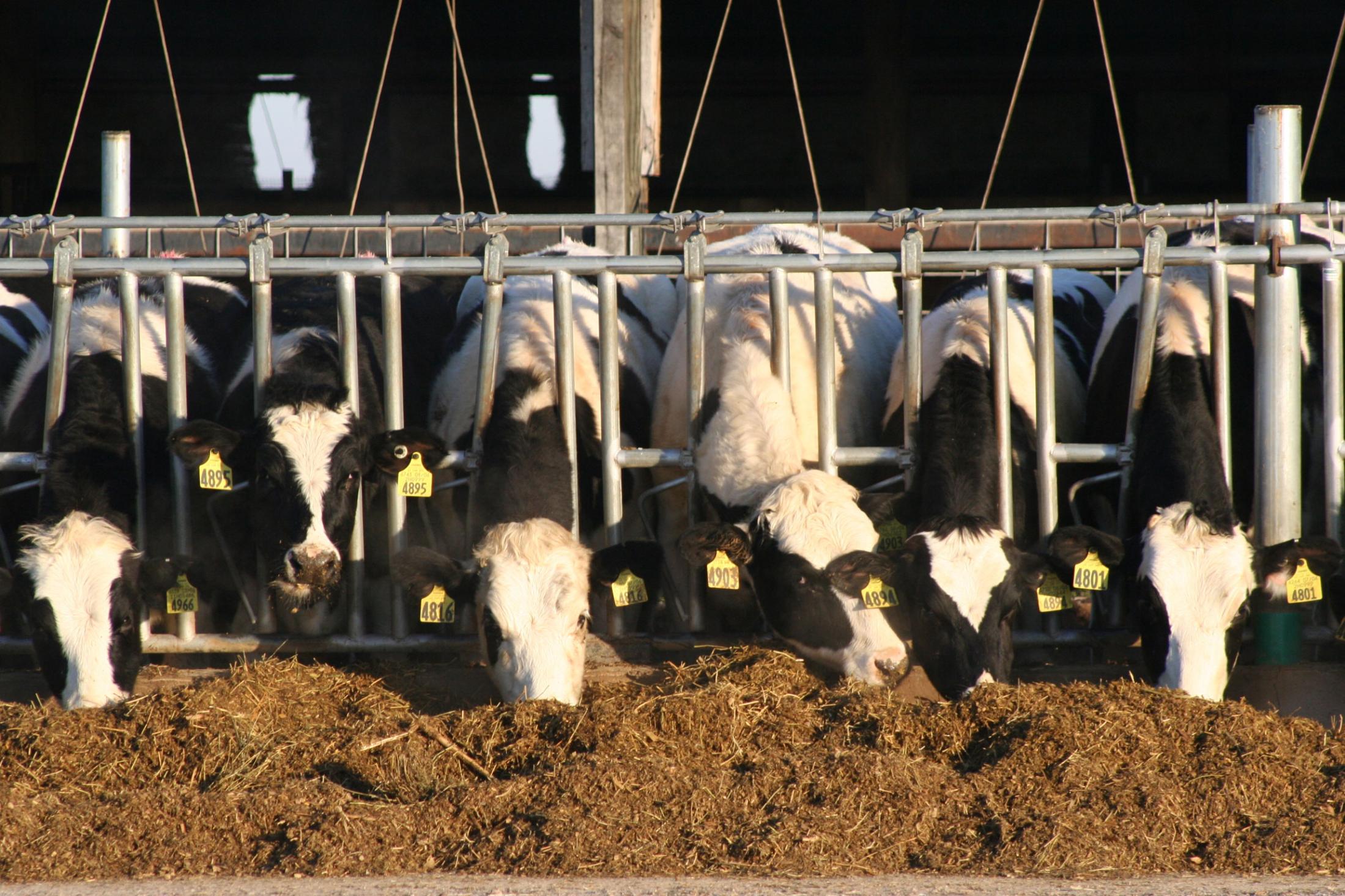 Dairy cows feeding in Wisconsin