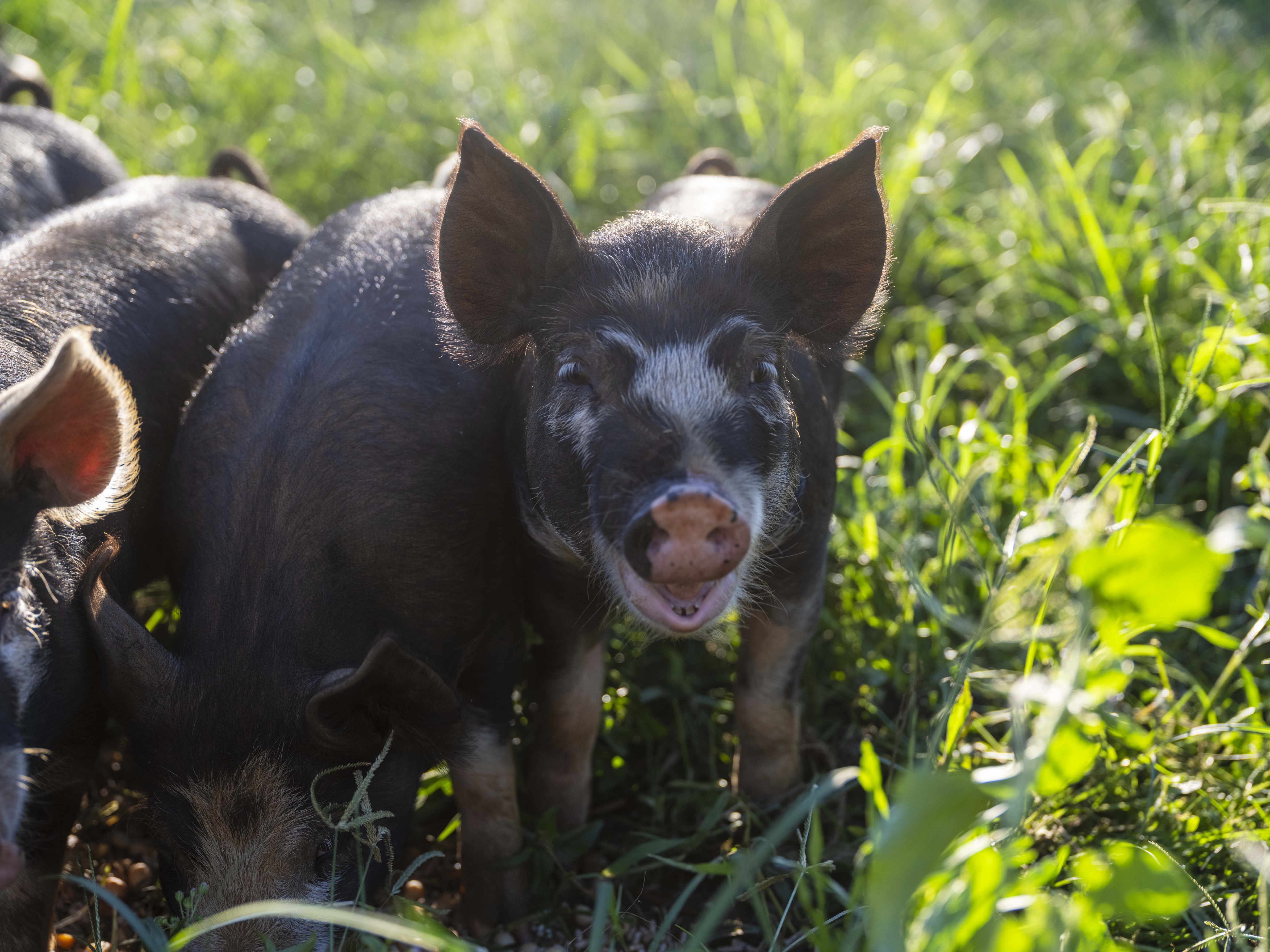 A Royal Berkshire black and white pig is standing on green grass looking directly into the camera