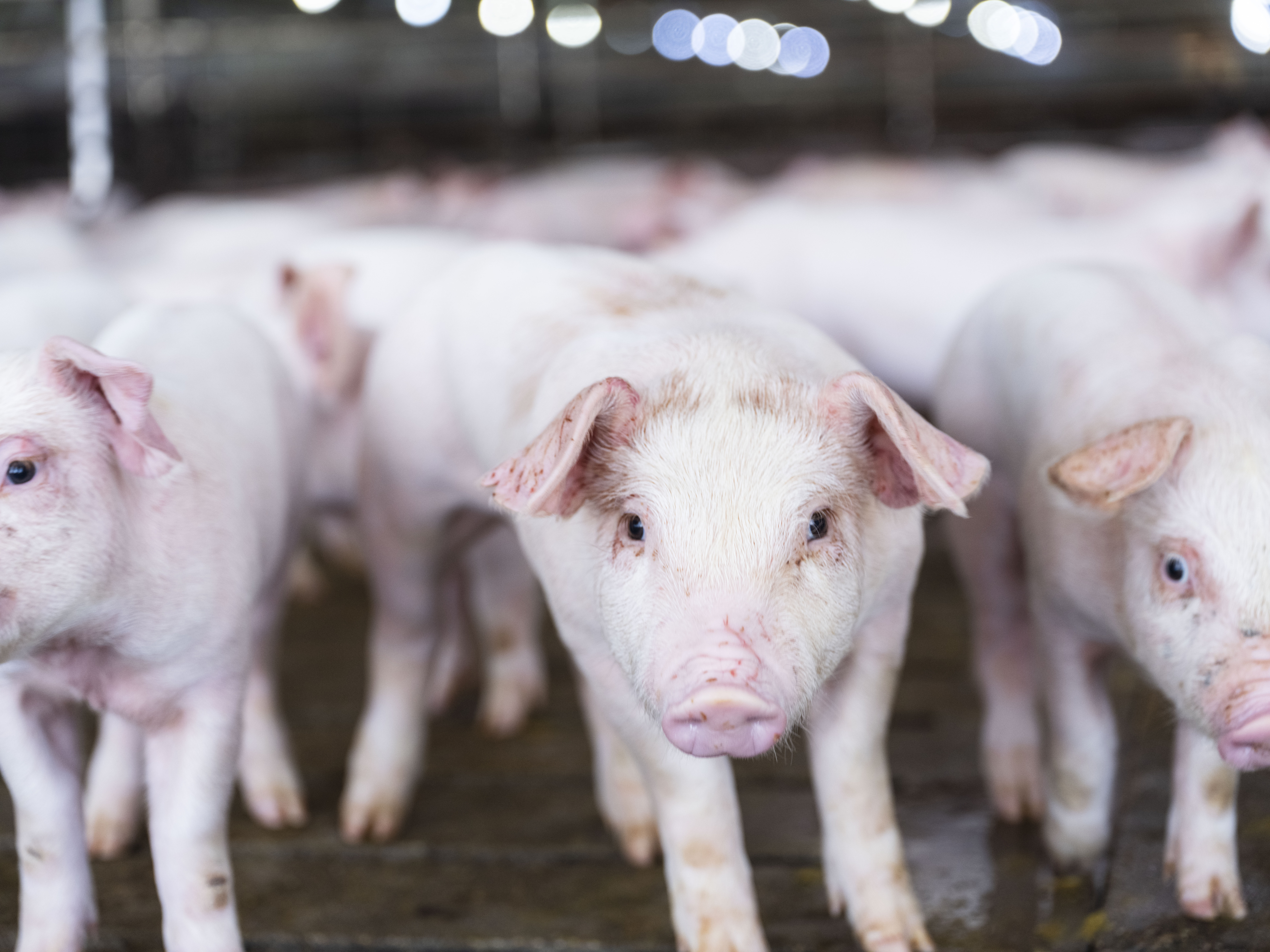 A closeup shot of piglets in a barn