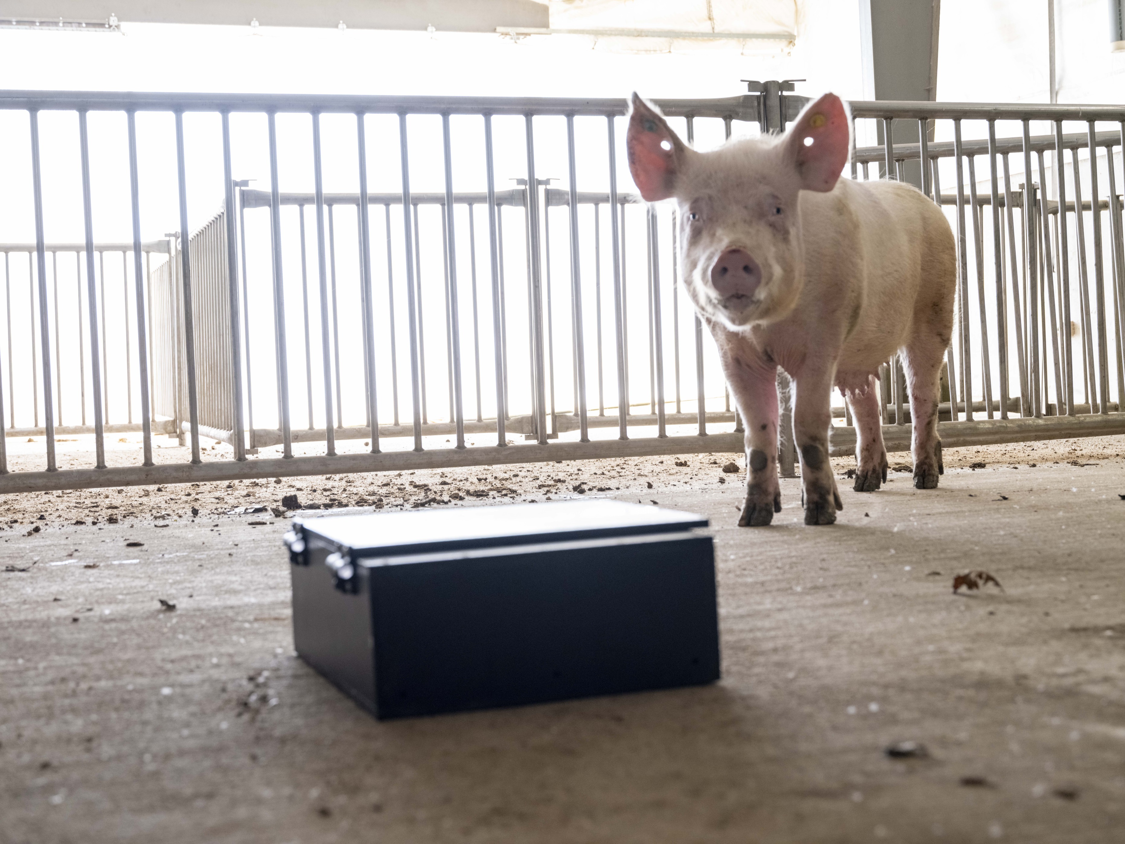 Small pig curiously standing behind railing beside a black toolbox on a barn floor