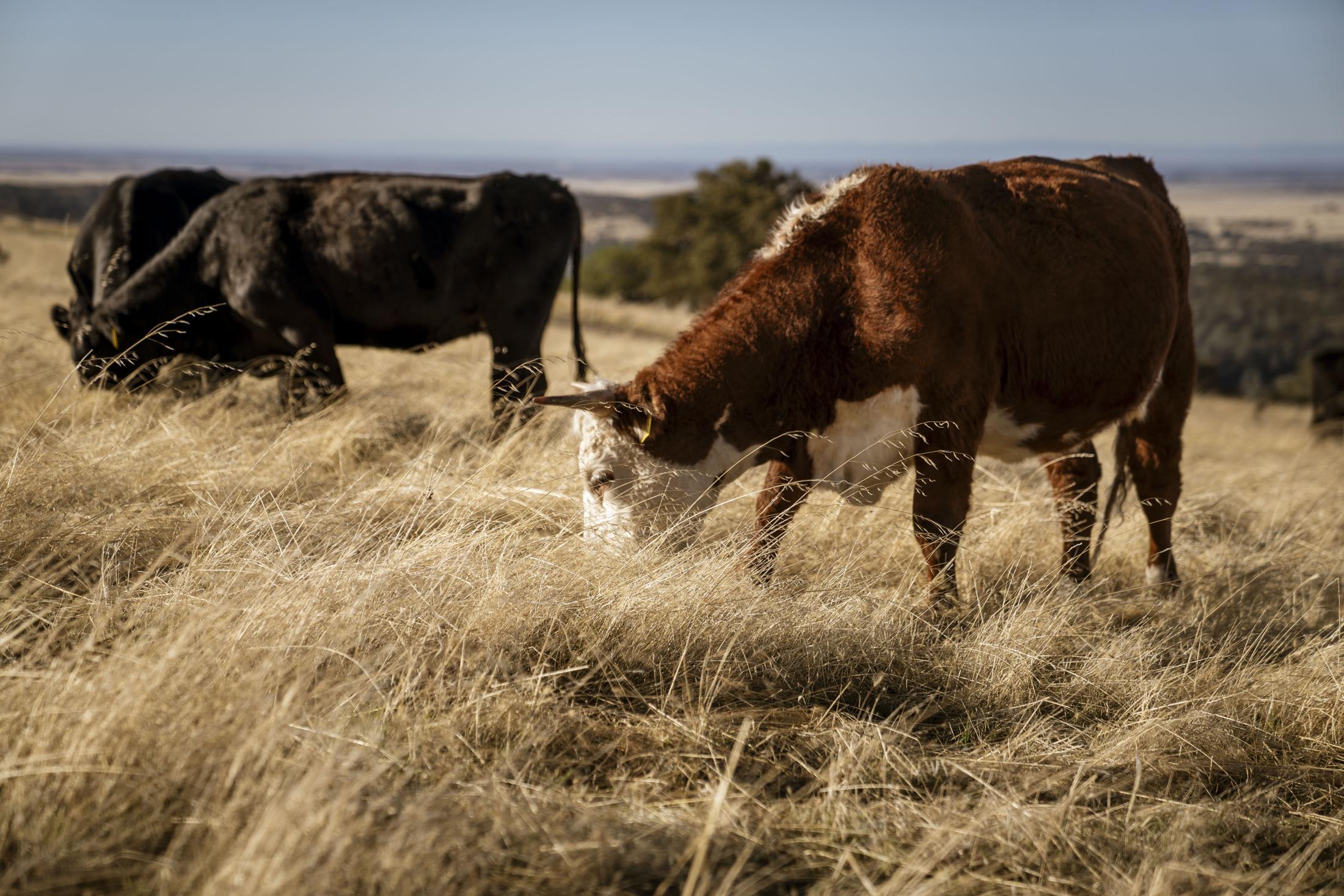 Why Do Cattle Produce Methane, and What Can We Do About it?