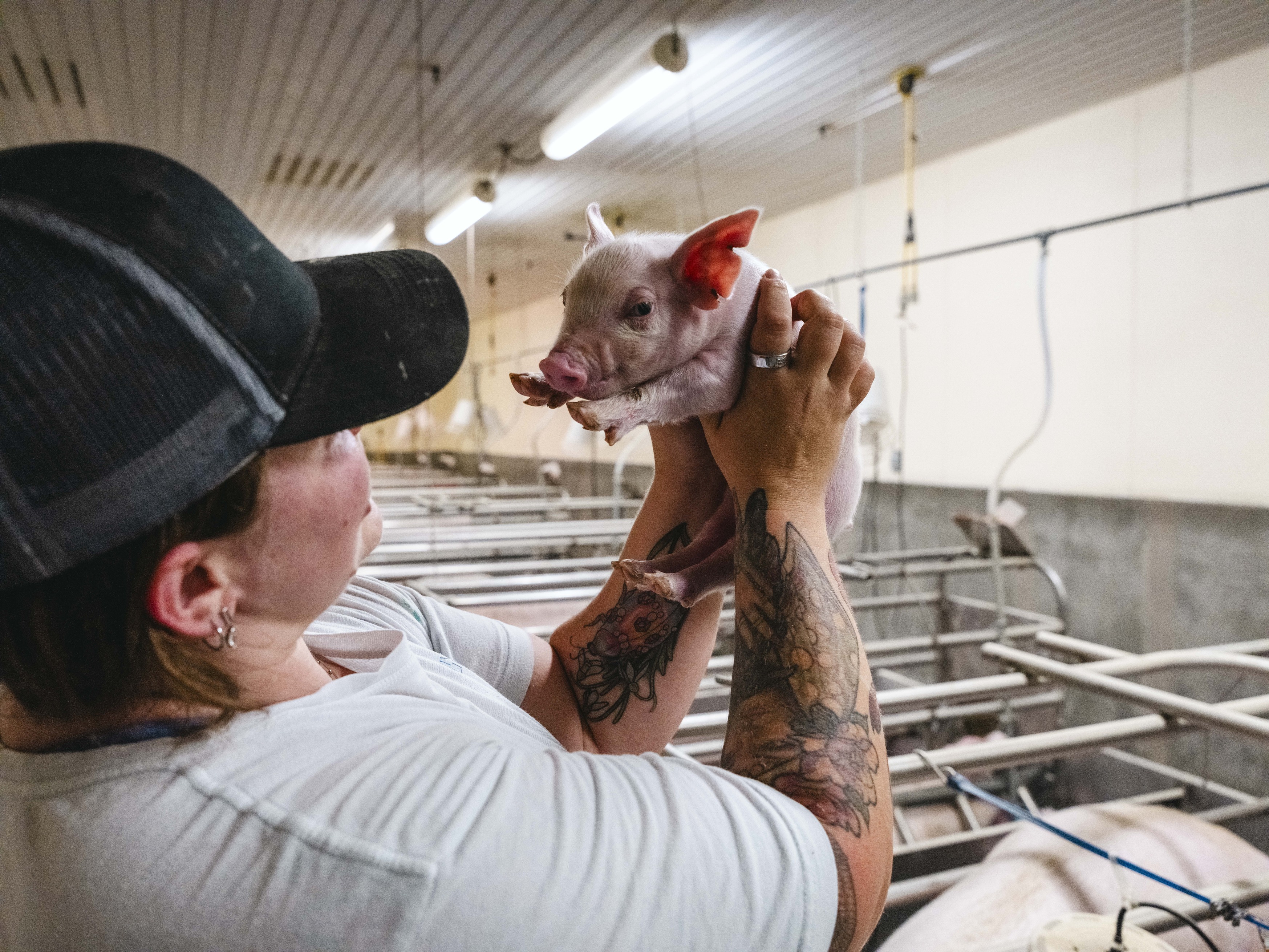 Tattooed farm worker holds small piglet inside livestock facility (photo)