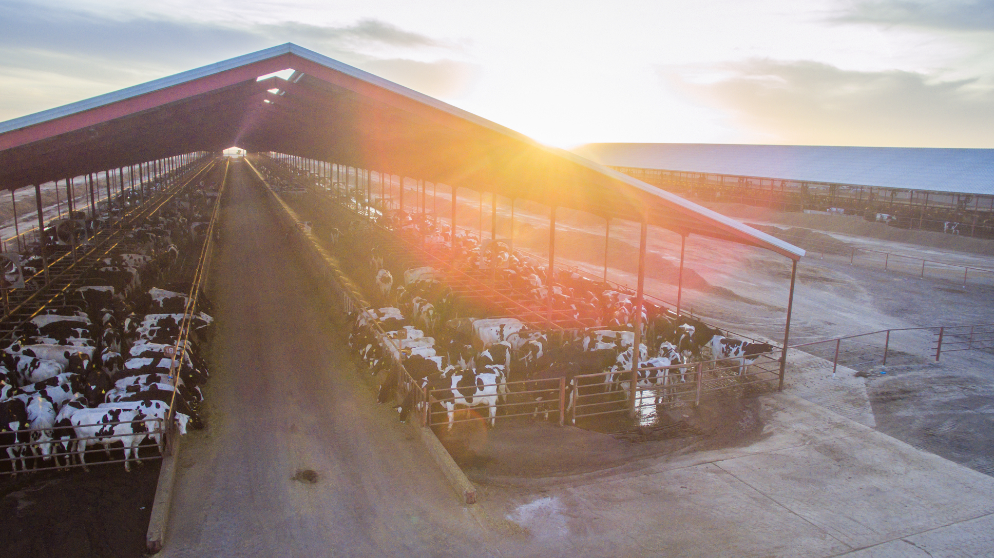 dairy farm barn with cows from above