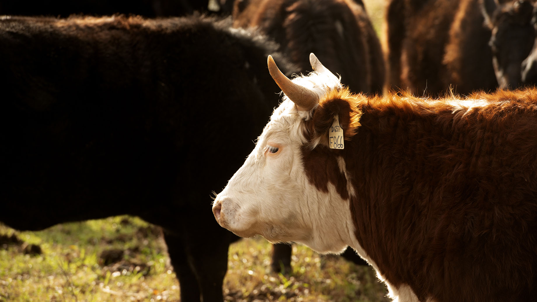 herd of beef cattle with closeup of one cow with white head and brown body