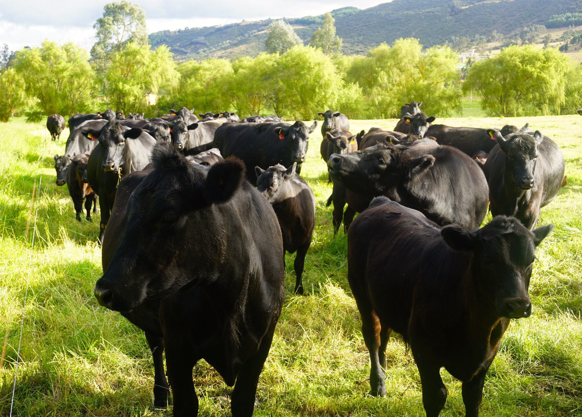 Angus Cows Grazing