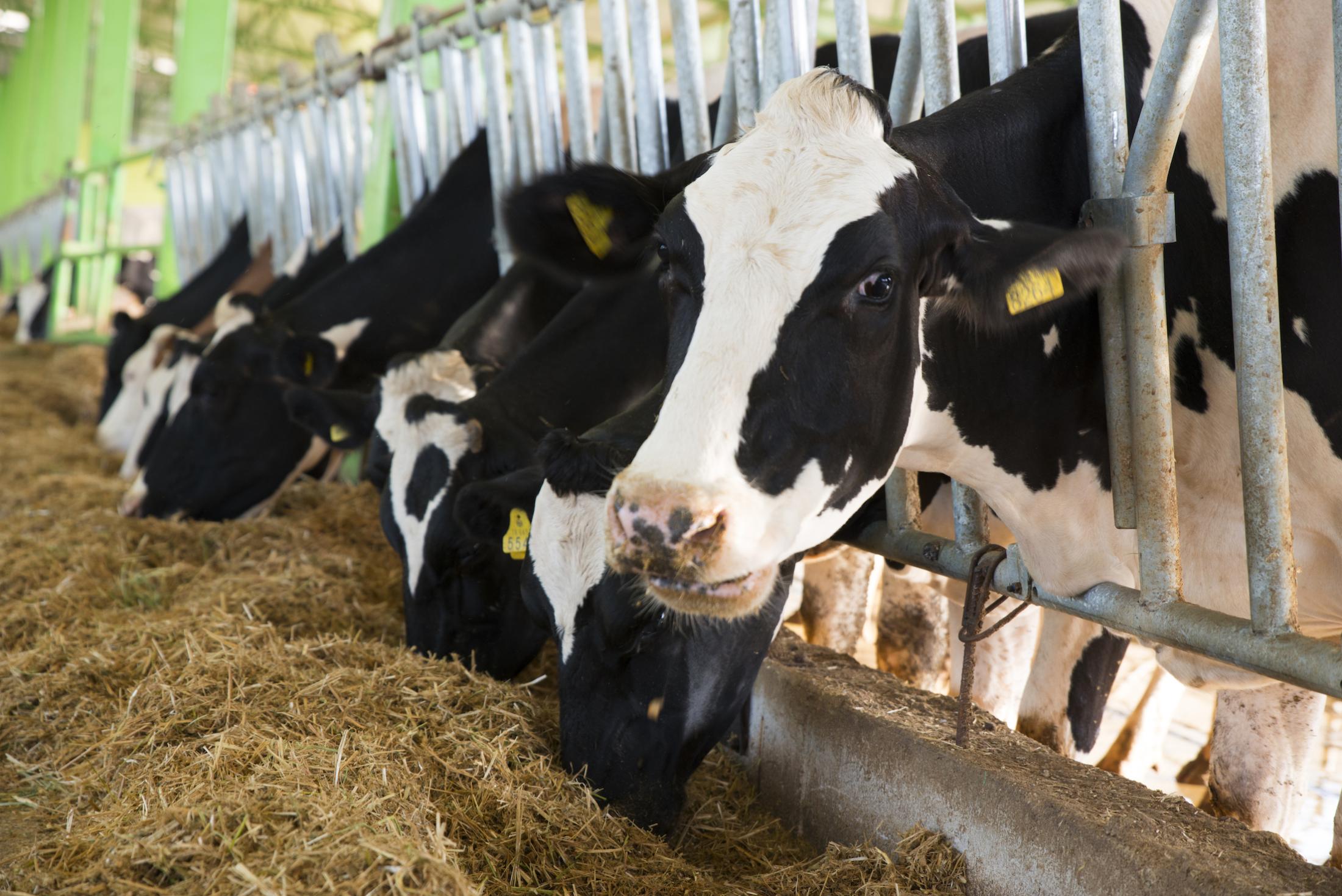 dairy cows eating