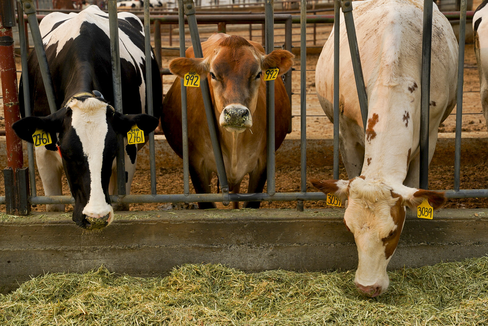 three dairy cows in feed stall eating