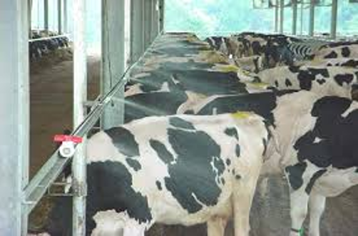 black and white cows standing under cooling water soakers