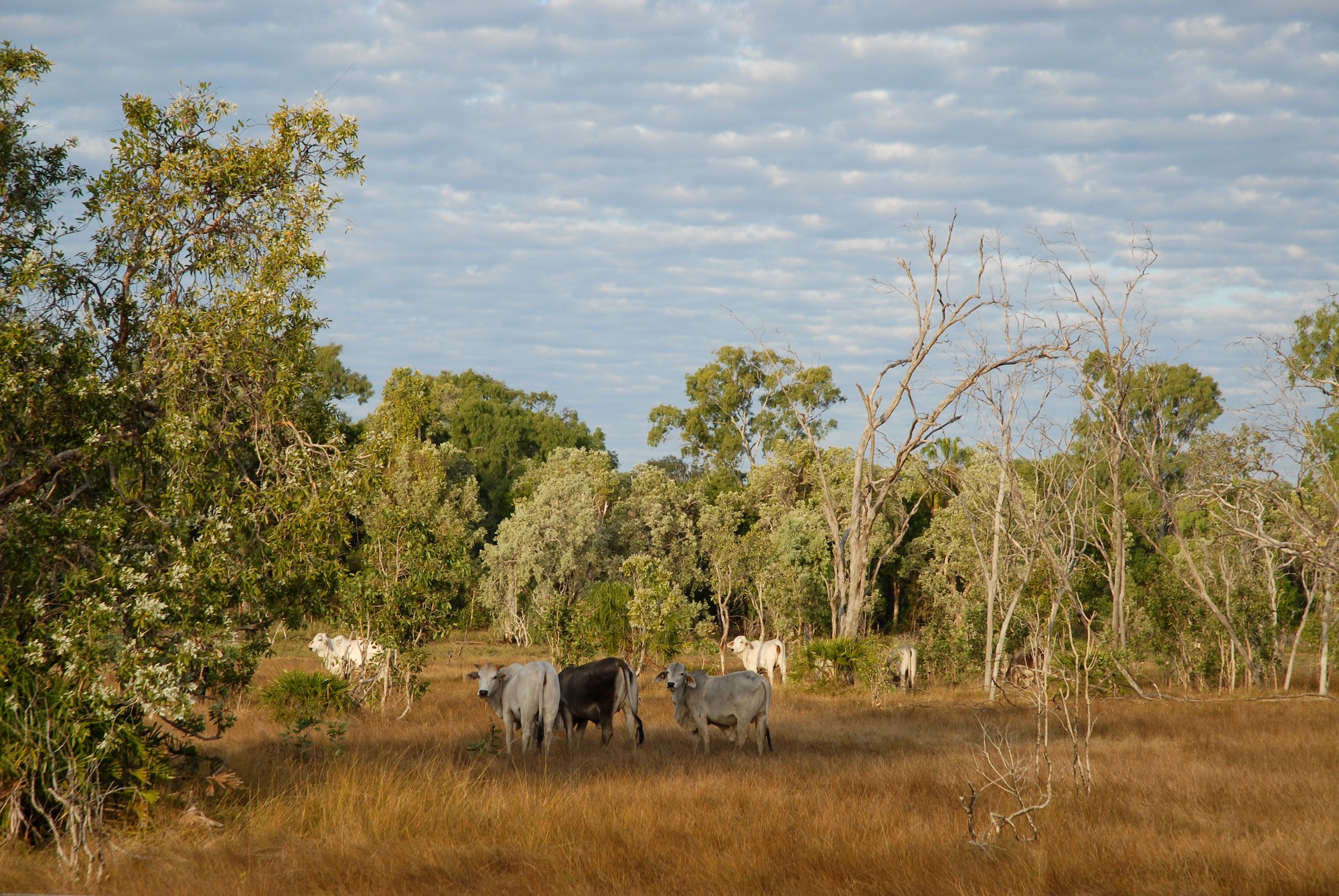 herd-of-brahman-beef-cattle-grazing