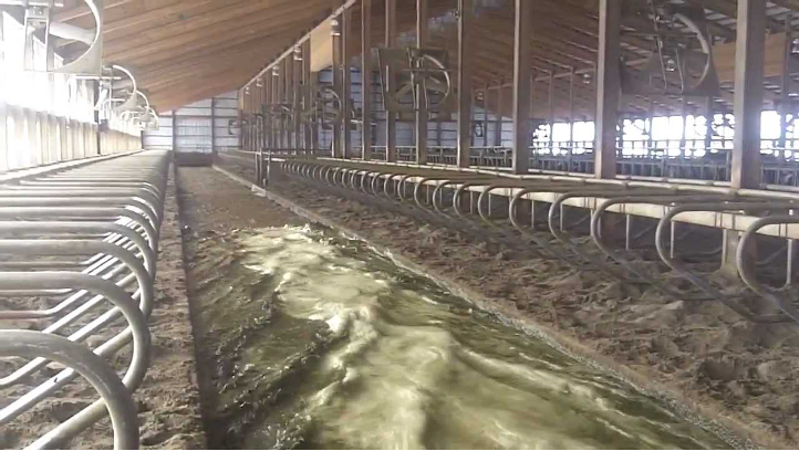 manure being flushed down aisle with empty dairy stalls