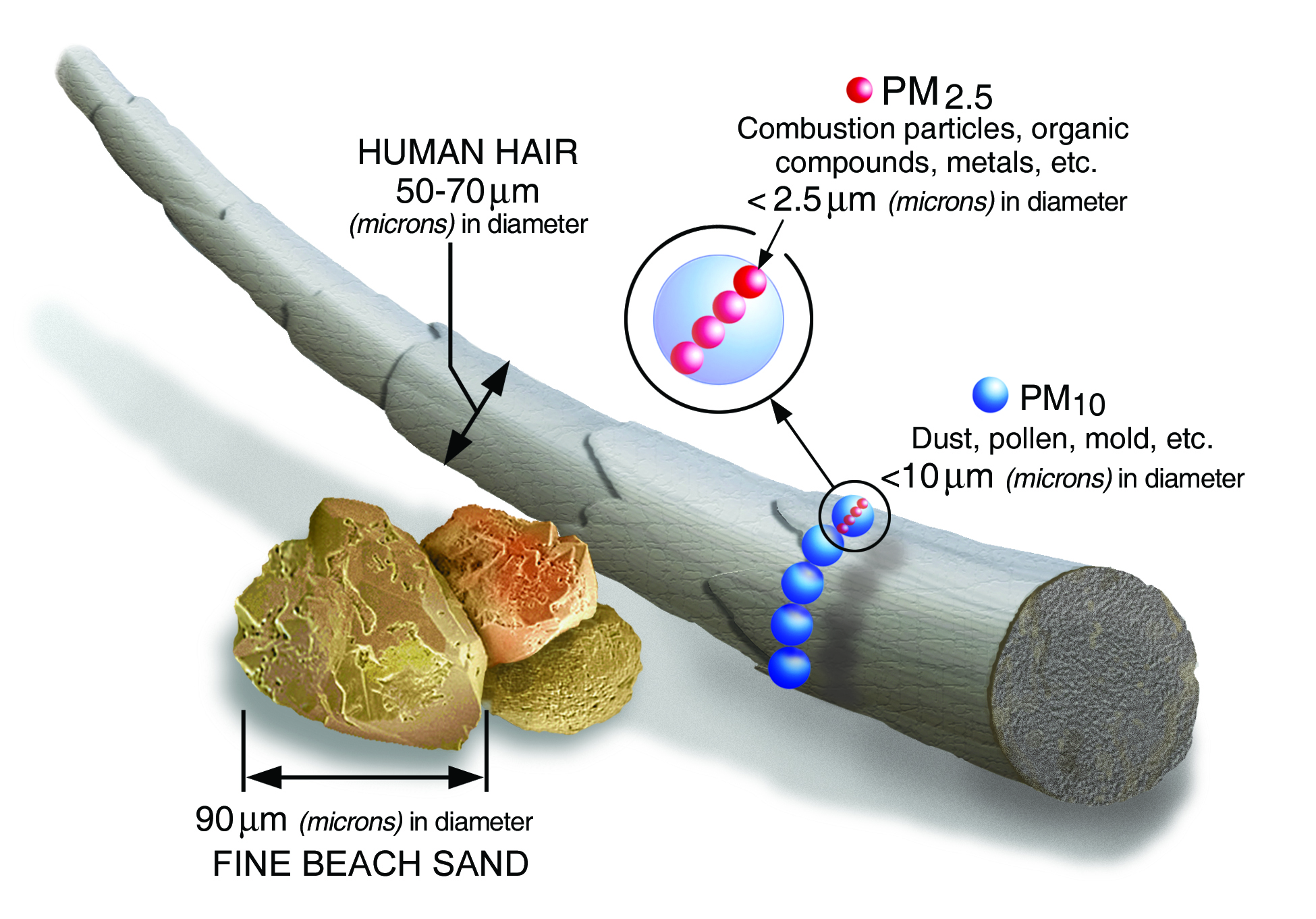 Graphic showing the various scales of particulate matter 