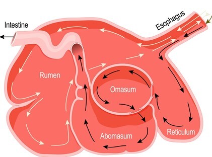 figure of ruminant stomach