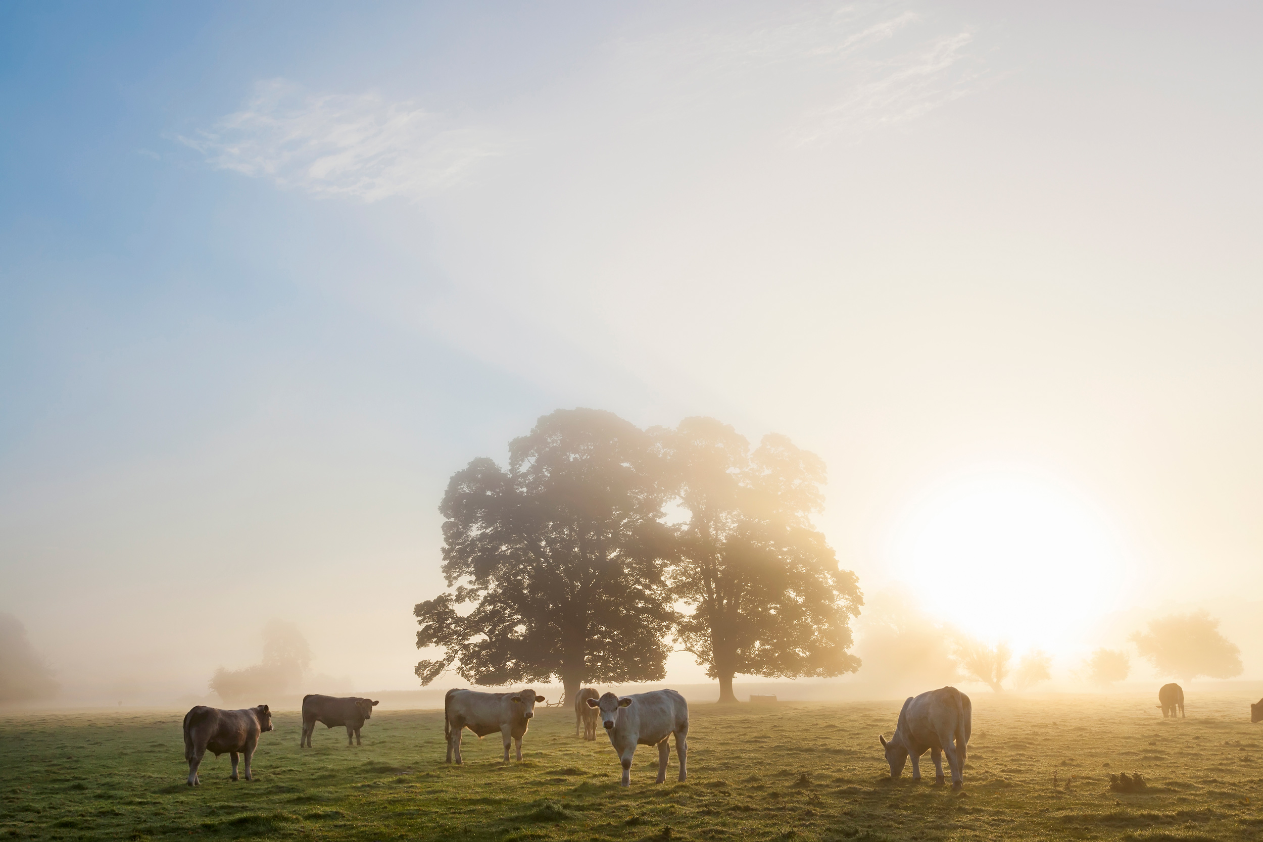 Cows on a misty morning near a tree
