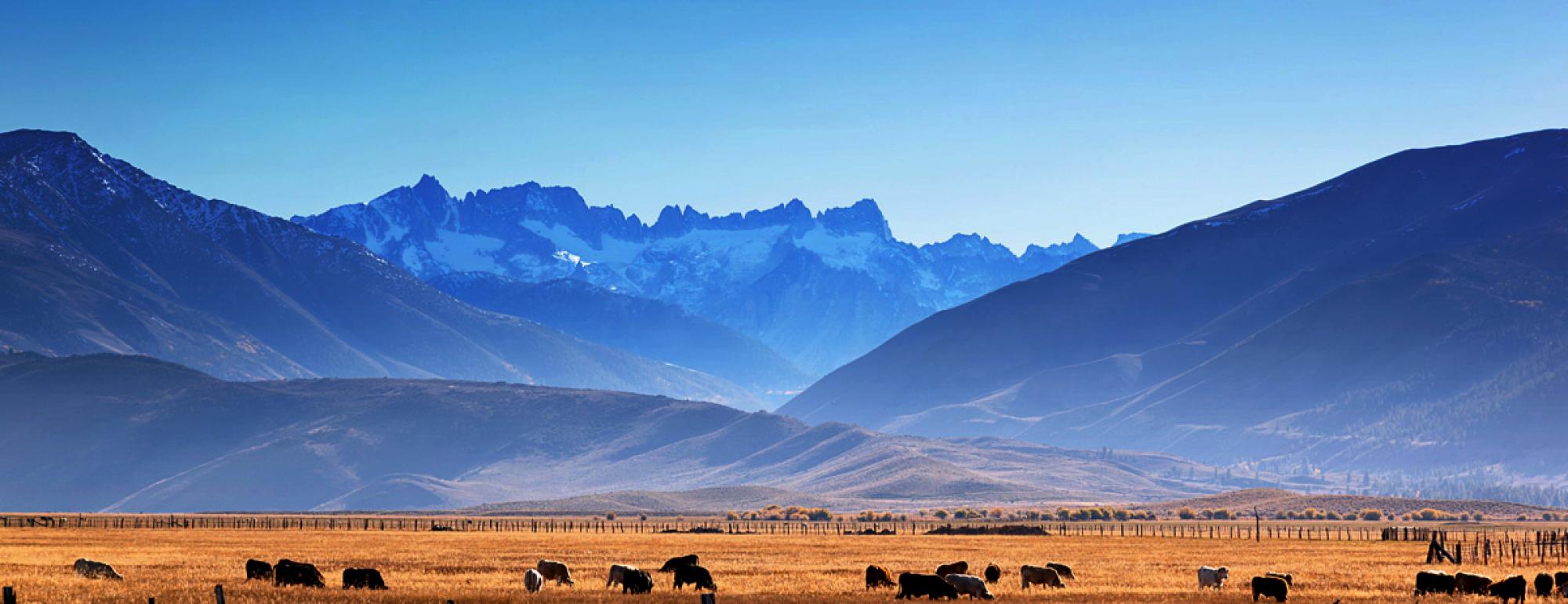 cattle grazing with blue mountains in background