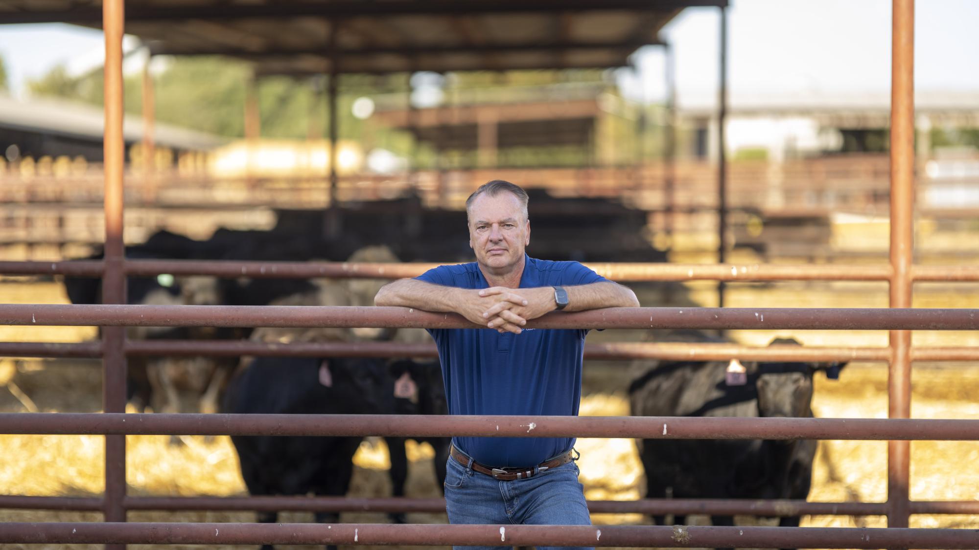 Frank Mitloehner stands in a cattle pen and is leaning over the railing. 