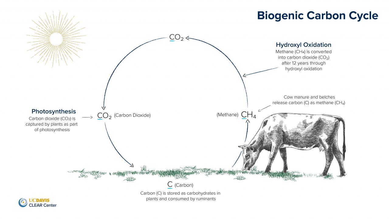 The biogenic carbon cycle