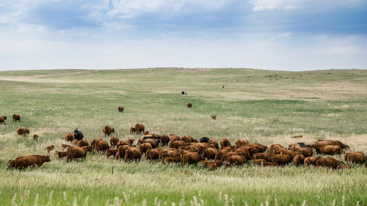 A herd of brown cattle graze in a green open pasture over a blue sky.