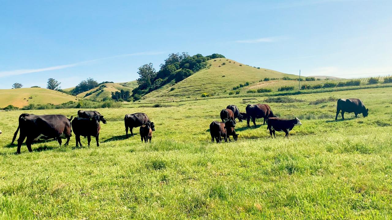 A group of cattle graze on bright green pasture.