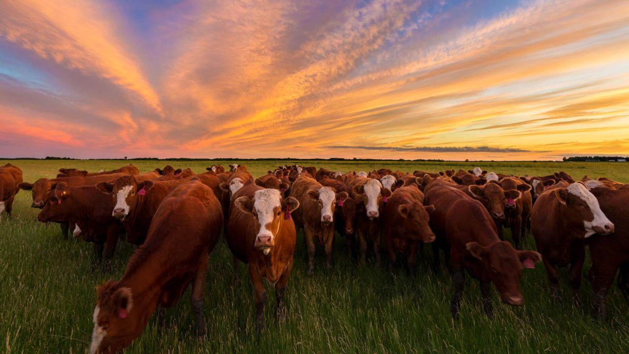 A group of cattle huddle together on open pasture during a sunset. 
