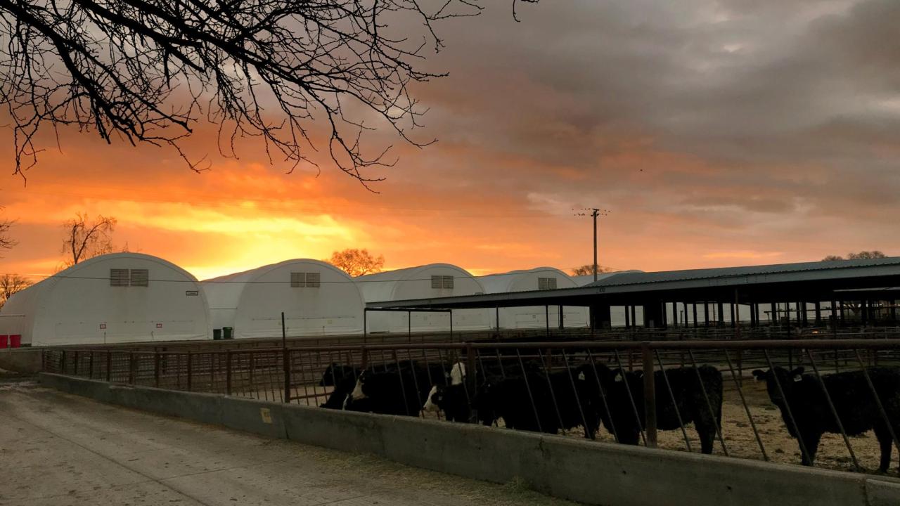 UC Davis Bovine Bubbles
