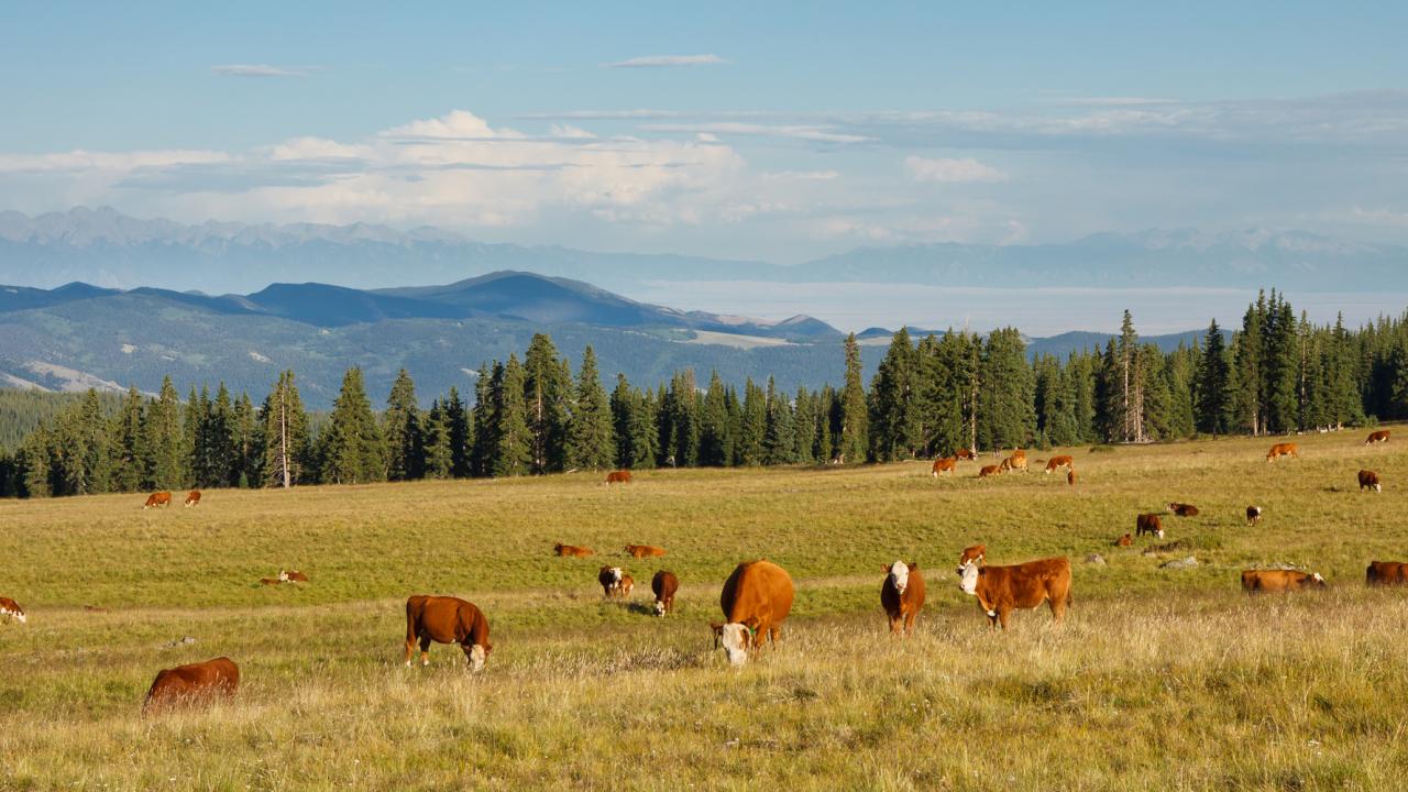 Cattle grazing on pasture in the Rocky Mountains, Colorado