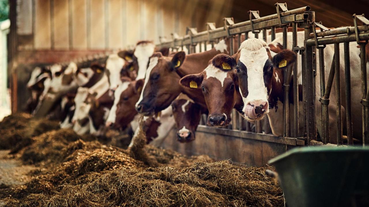 dairy-cows-clear-center