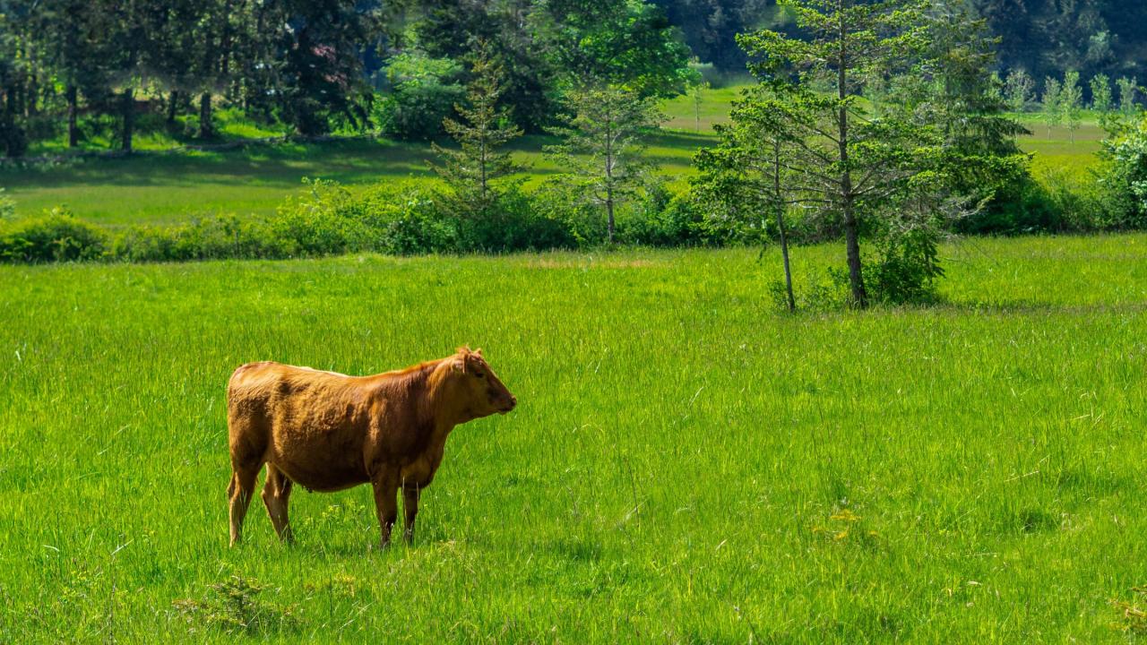 A lone brown cow stands on a bright green grazing pasture in Mayne Island, BC, Canada.