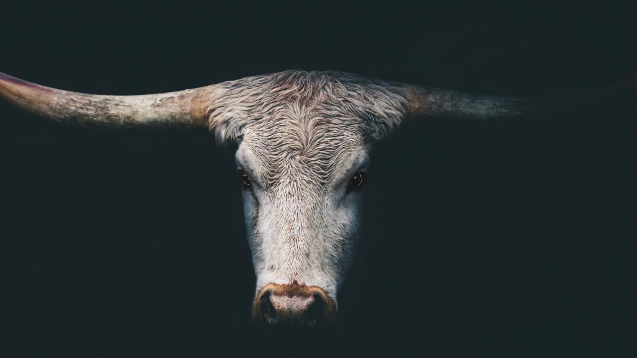 Longhorn steer on black background | What if the United States stopped eating meat