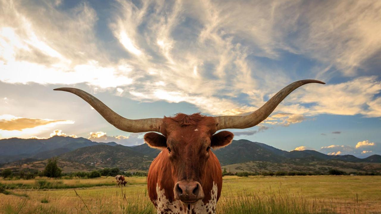 ruminant-marginal-land