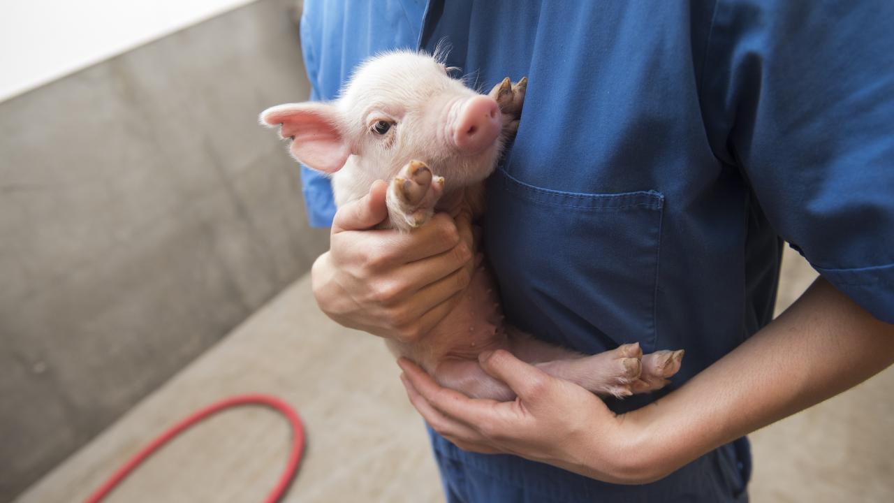 Person holding a piglet at the UC Davis swine facility 