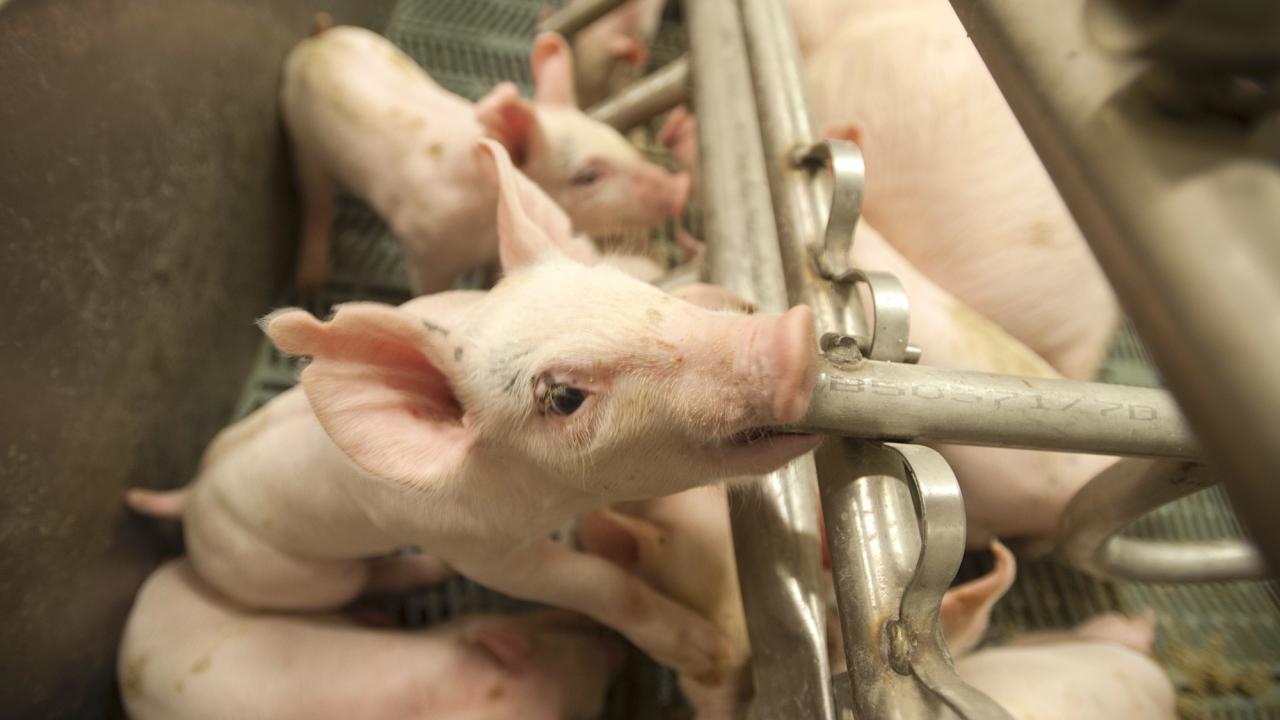 Piglets at the UC Davis Swine Facility. 