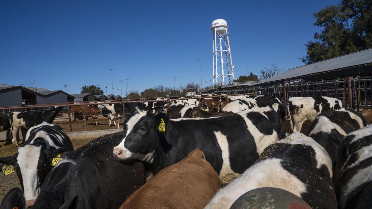 Dairy cows fill up the frame with the UC Davis water tower is in the background