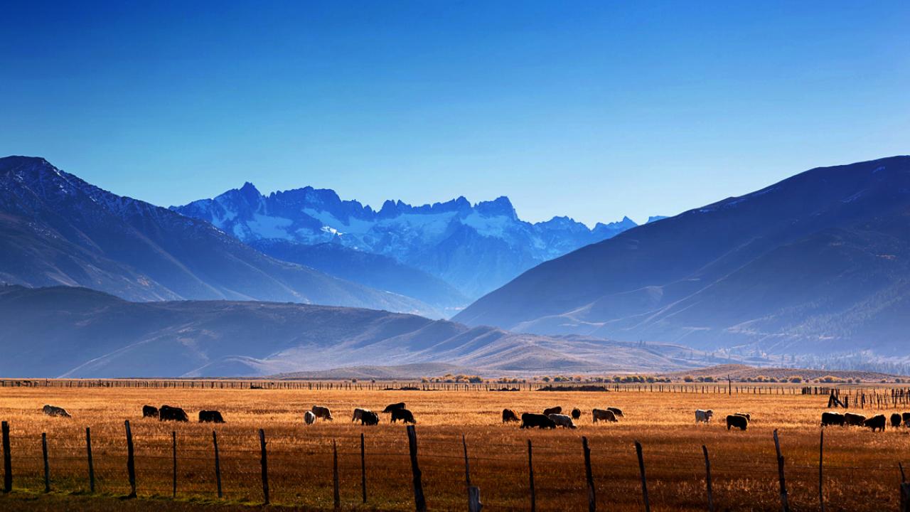 cattle grazing with blue mountains in background