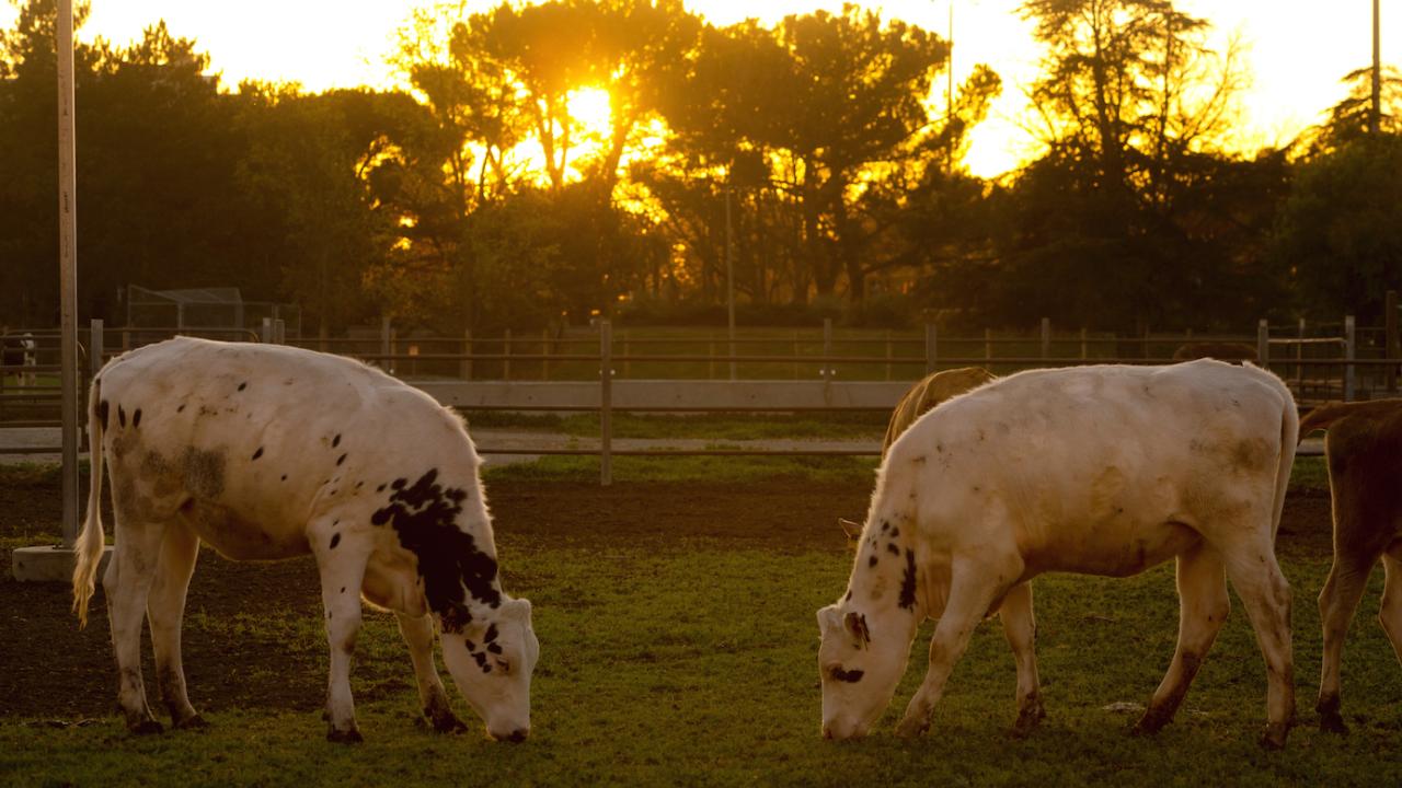 cows standing face to face in field at sunrise