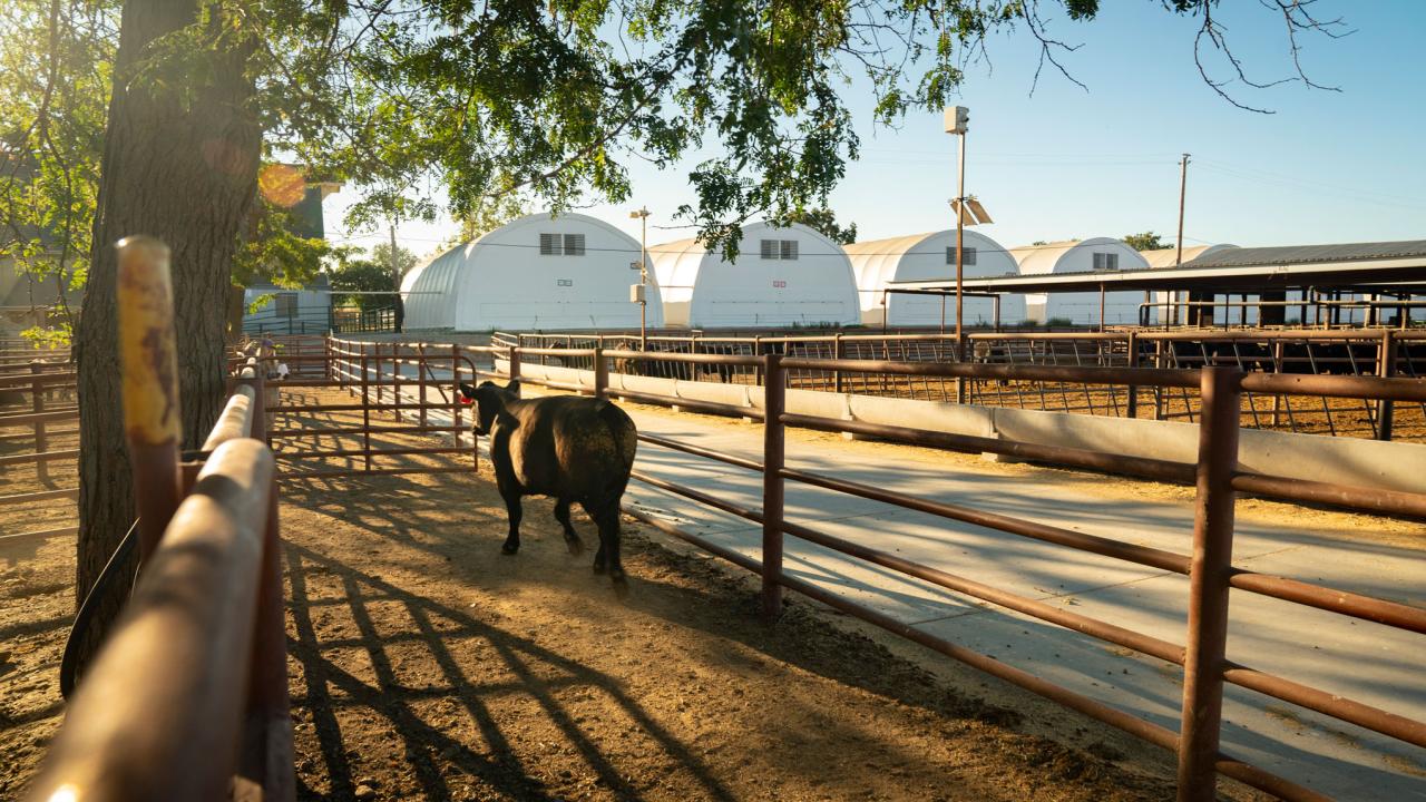 Steer at UC Davis Feedlot