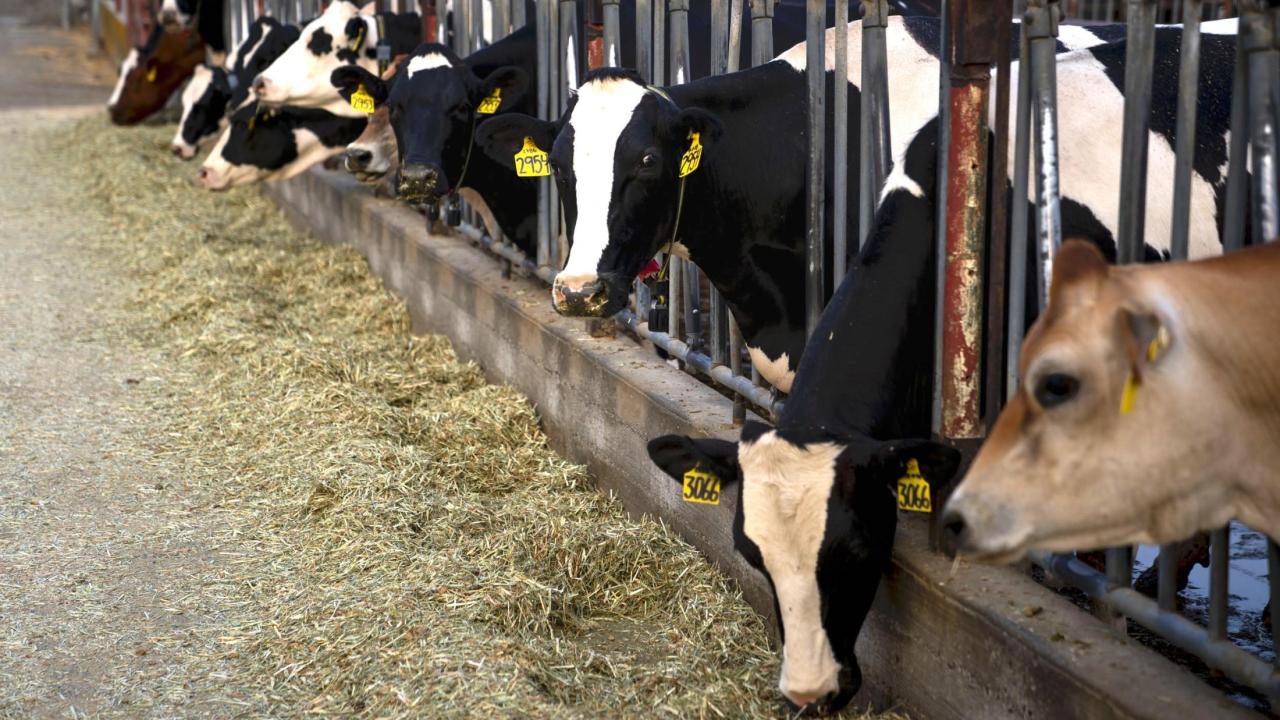 dairy cows eating at bunk